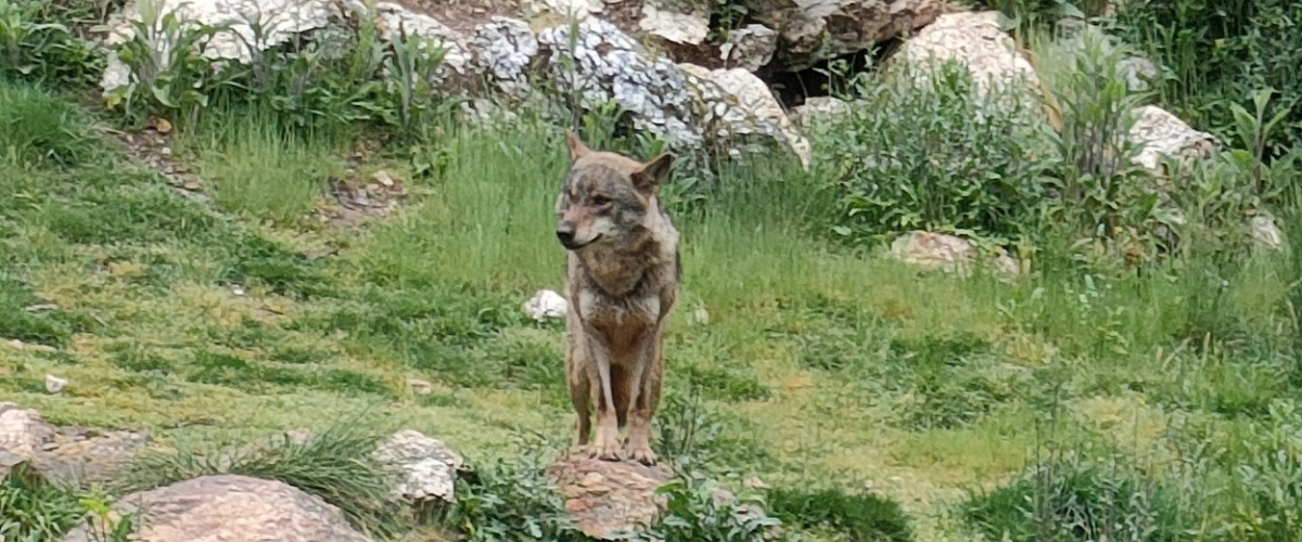 El Gobierno de Cantabria, denunciado por autorizar la caza de lobos
