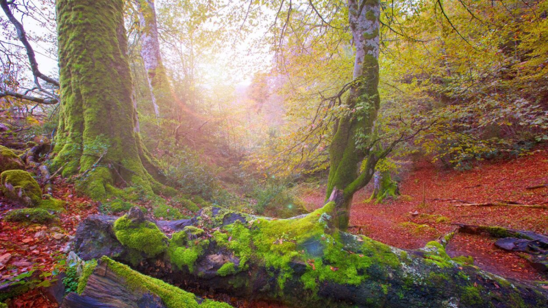 bosque navarra