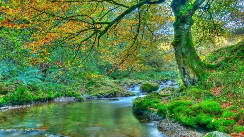 bosque asturias