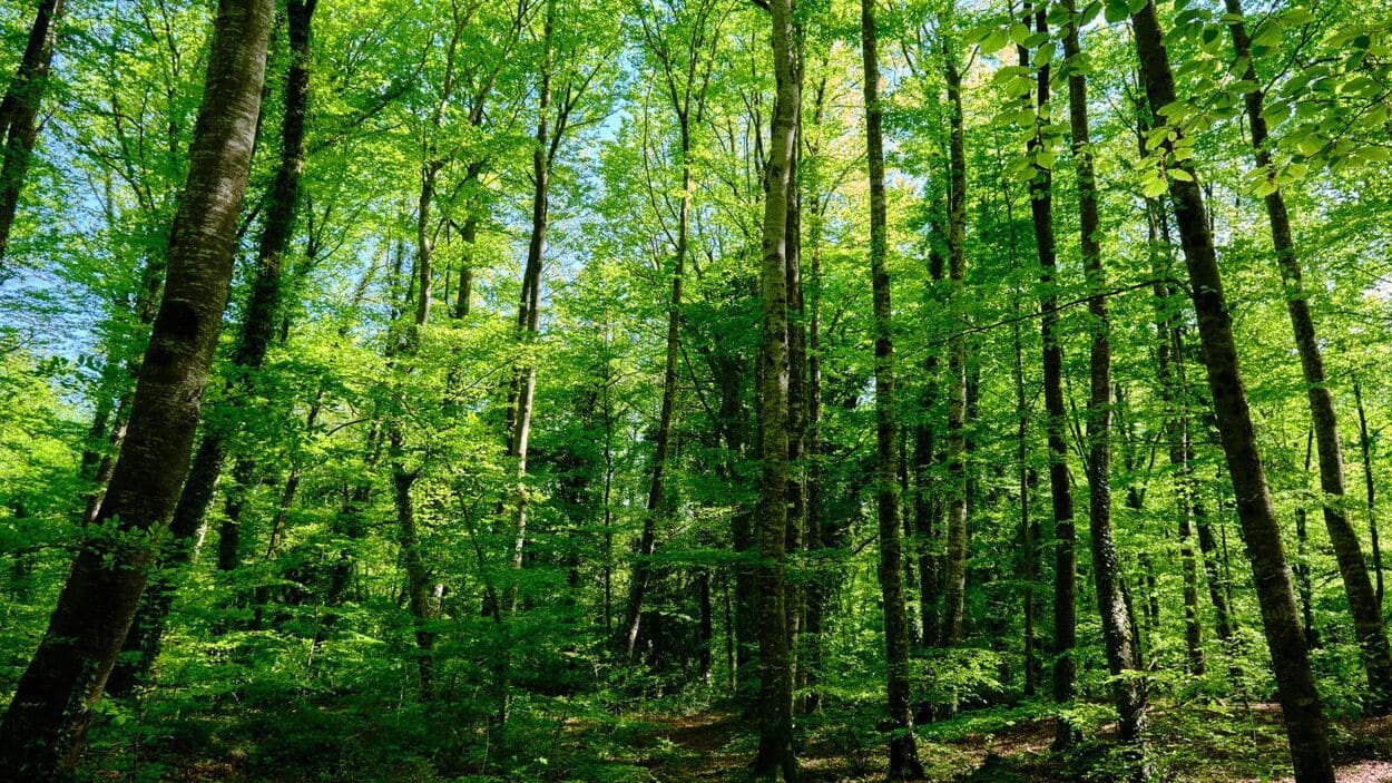 Ubicado en Girona, La Fageda d’en Jordà es un bosque de hayas que crecen sobre lava volcánica