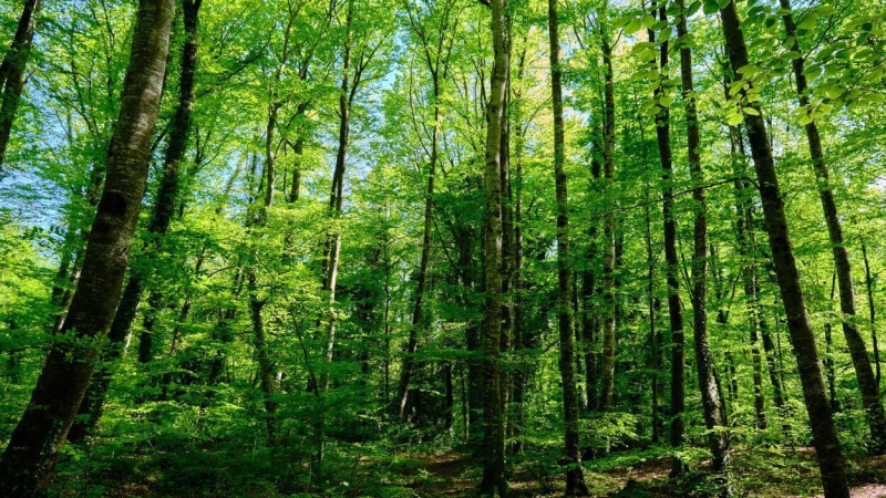 bosque girona