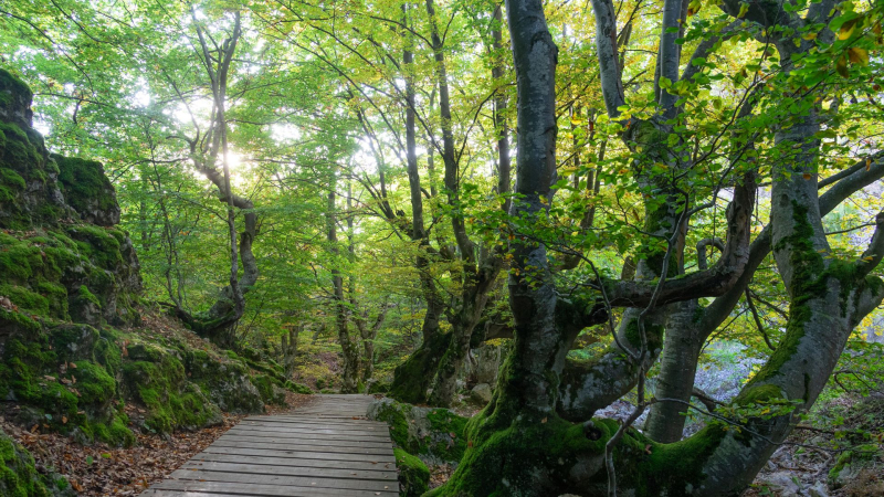 bosque leon