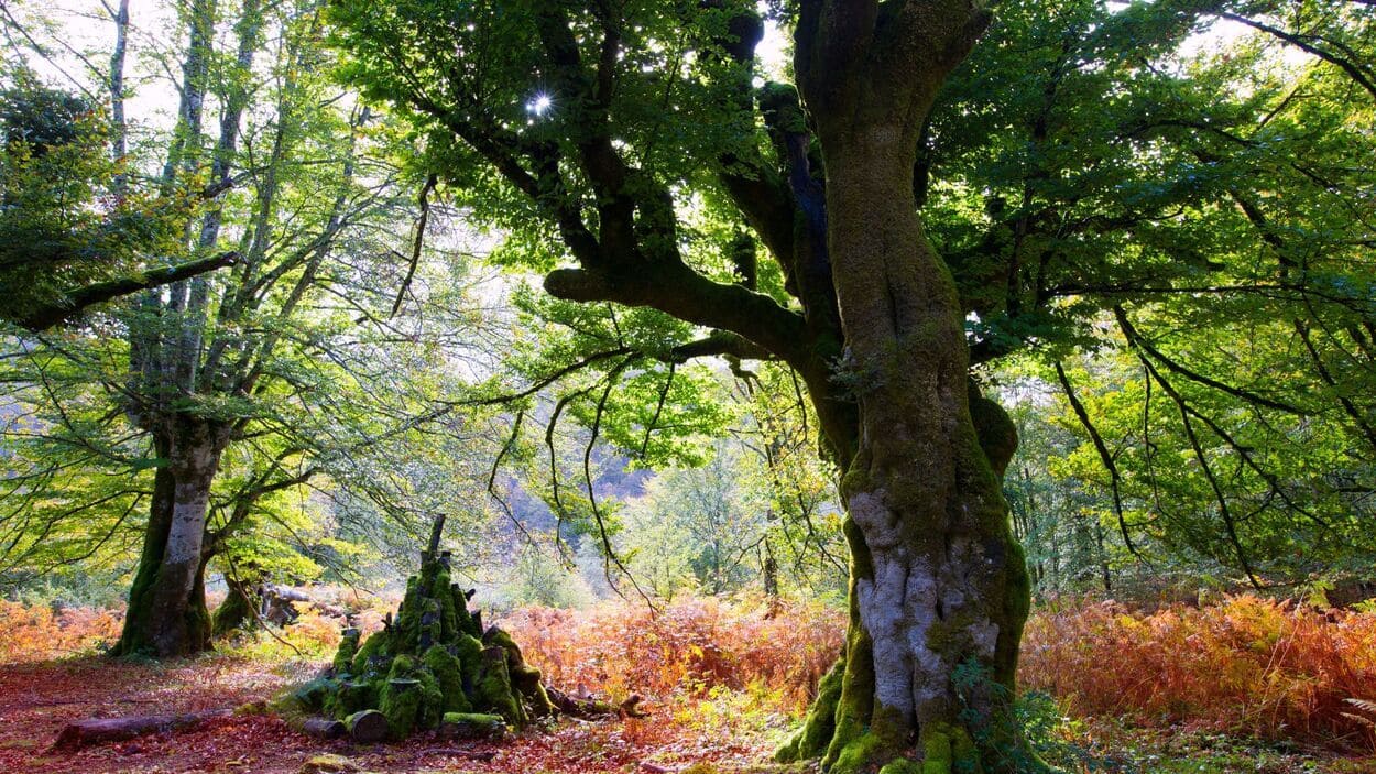En el corazón de los Pirineos navarros, la Selva de Irati despliega un manto de hayas y abetos centenarios que envuelven al visitante en un silencio casi sagrado