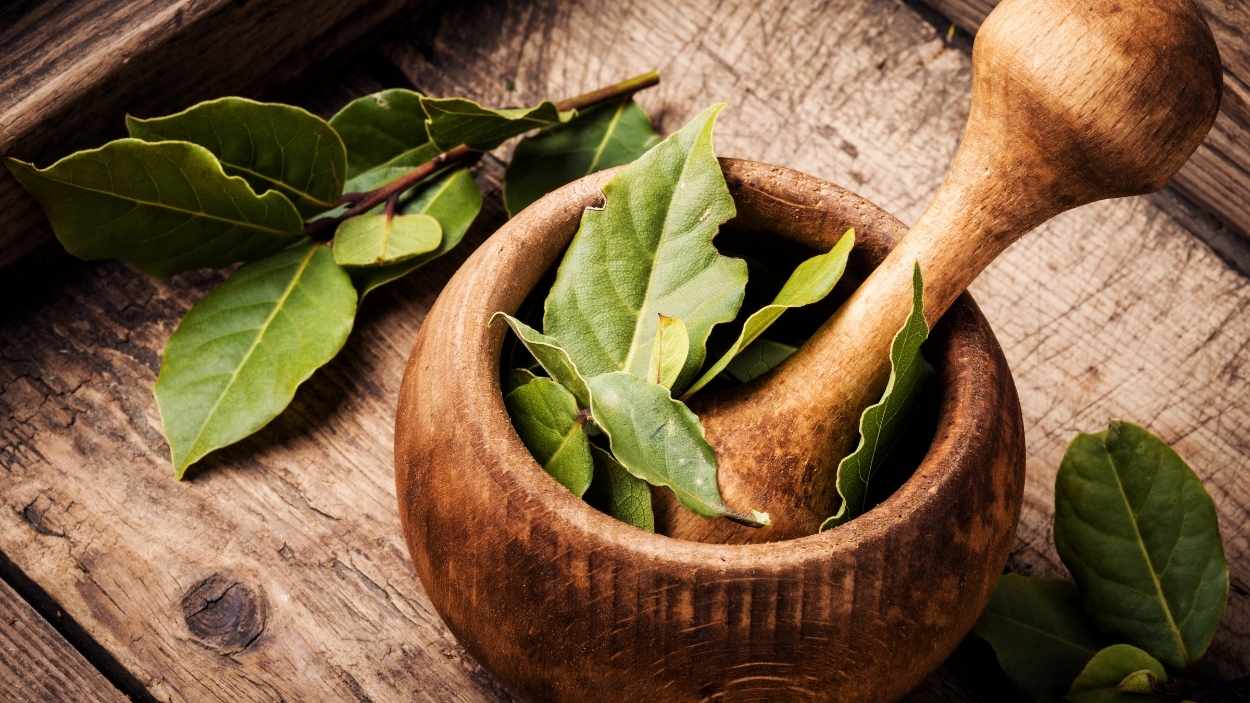 Hojas de laurel. Canva