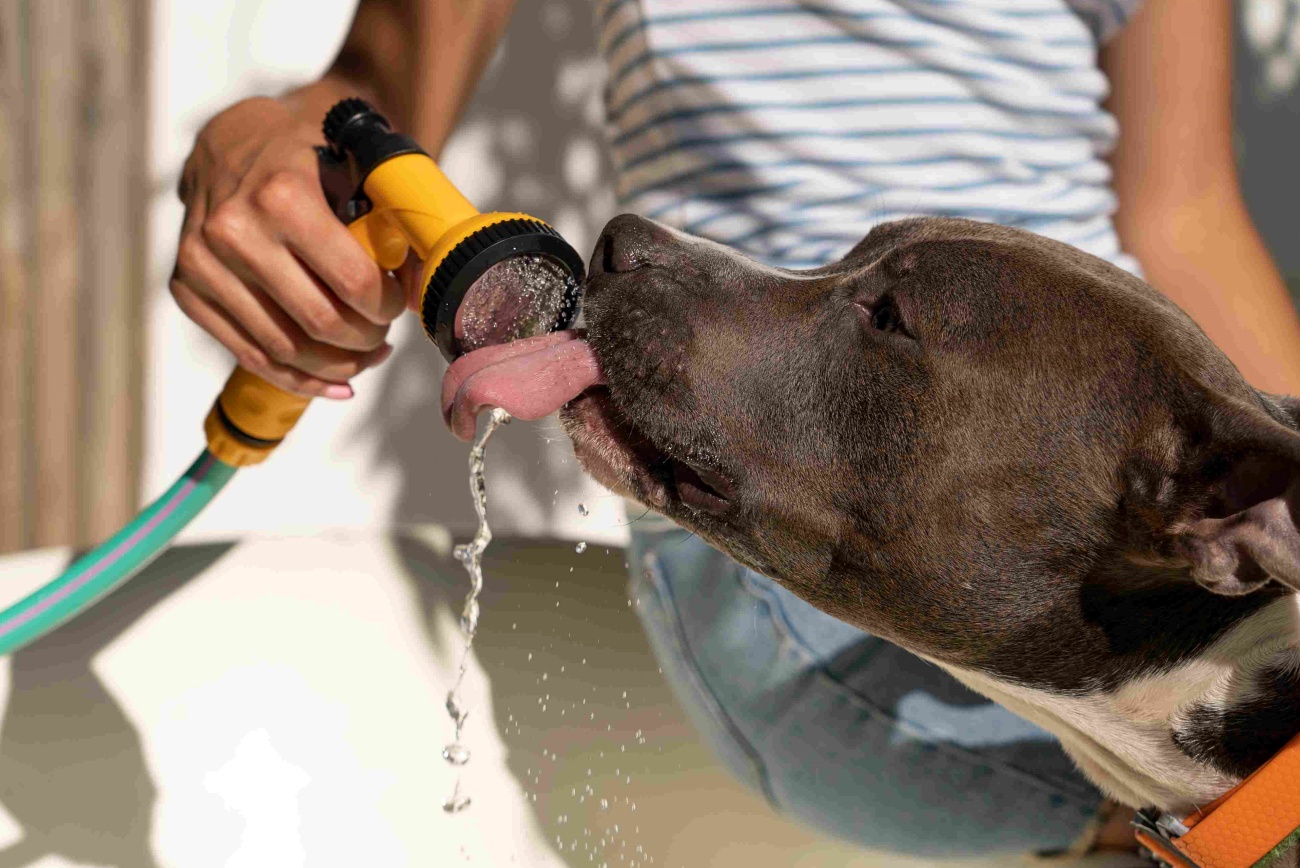 Los golpes de calor son una urgencia veterinaria frecuente en verano