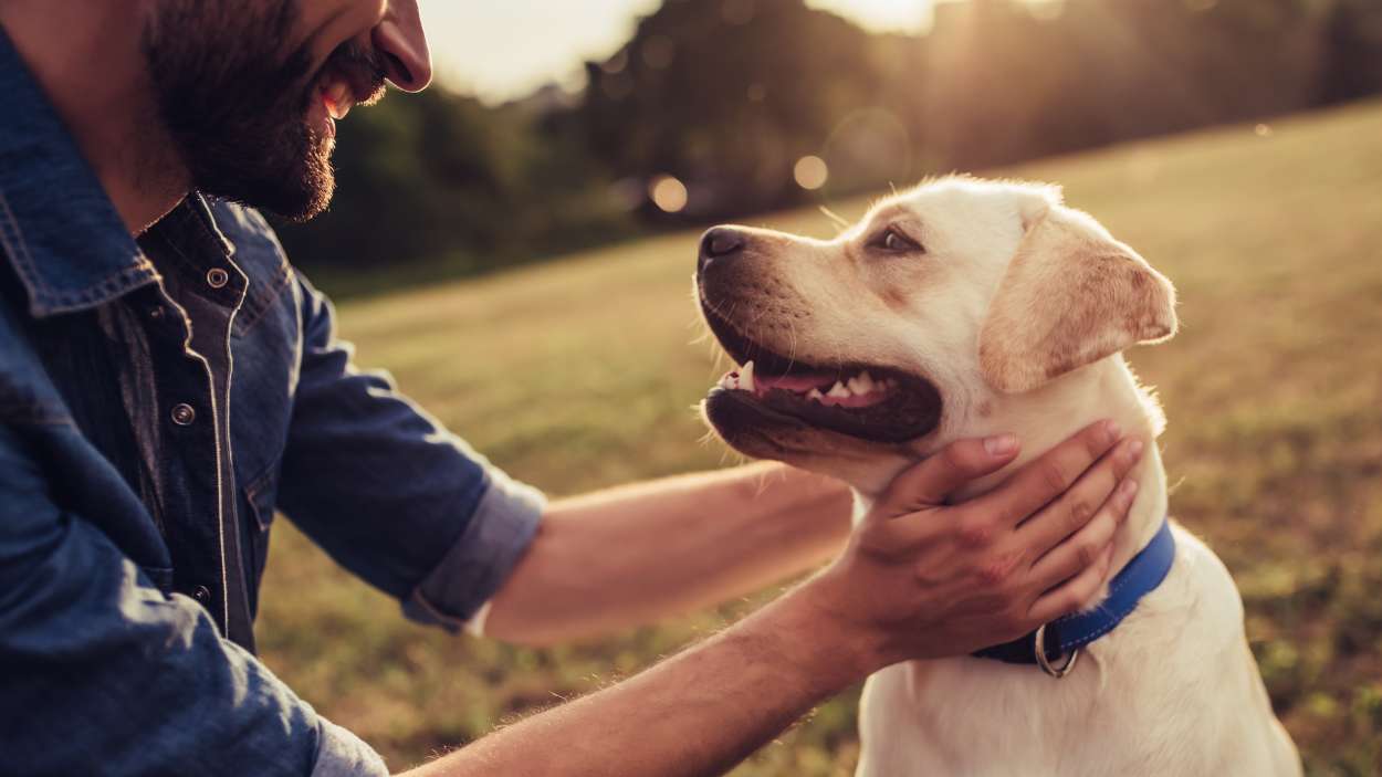 Estos son los tres errores más comunes que cometemos con los perros, según una adiestradora canina
