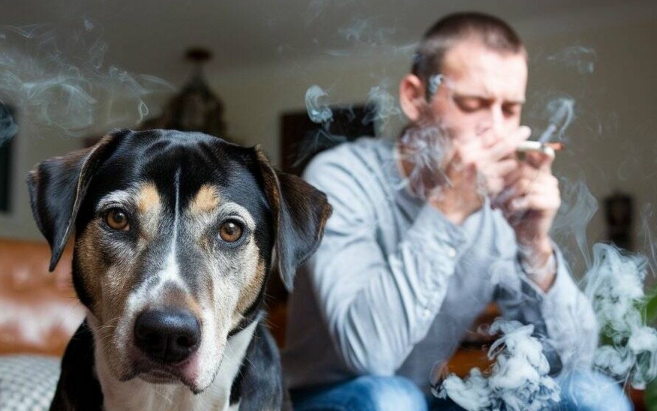Los perros que viven en casas de fumadores tienen más problemas emocionales y de conducta. (Foto: Aflofarm)
