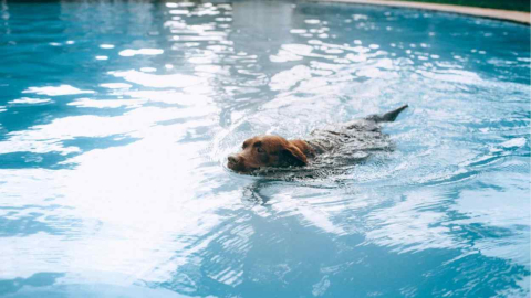 Advance elabora un decálogo para el cuidado de mascotas en verano