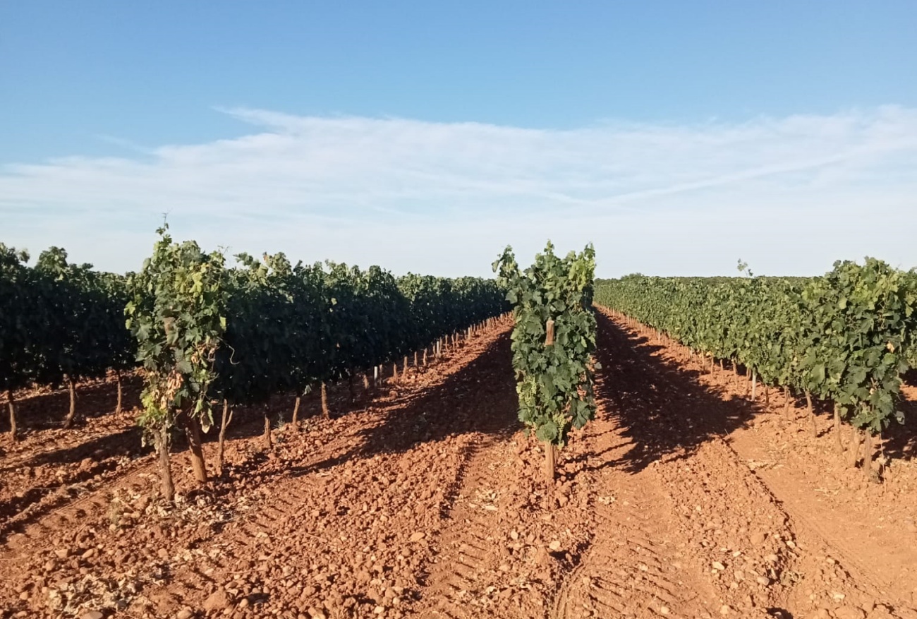 Los agricultores aseguran que la vendimia sería inviable sin los inmigrantes. (Foto: JDF)