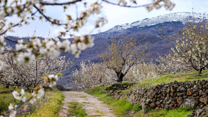 Valle del Jerte
