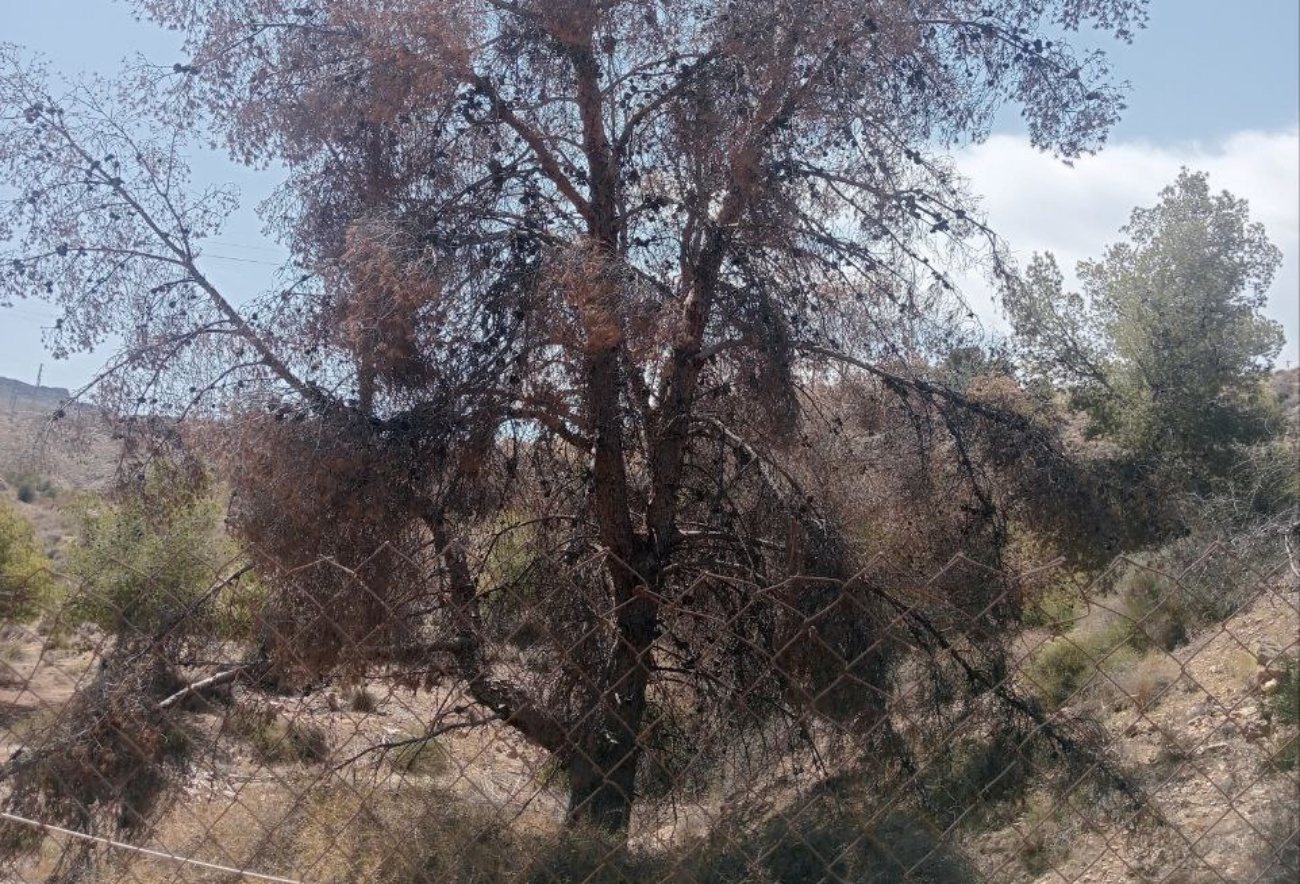 Uno de los árboles muertos en la zona del Bajo Andarax, Almería. (Foto: PACMA)