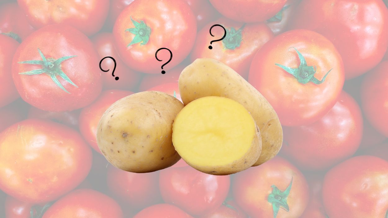 Científicos descubren que la patata nació del tomate. Elaboración propia.