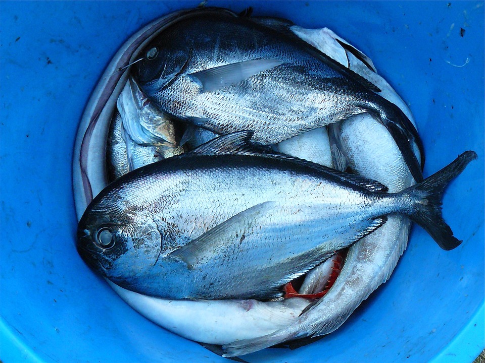 Uno de cada cinco pescados que comemos es un fraude