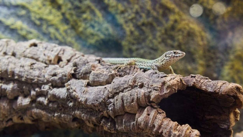 Imagen de una largatija nacia en el Zoo de Barcelona Imagen de una largatija nacia en el Zoo de Barcelona