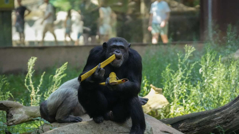 Un chimpancé del Zoo de Barcelona Un chimpancé del Zoo de Barcelona
