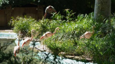 Unos flamencos del Zoo de Barcelona. EP.