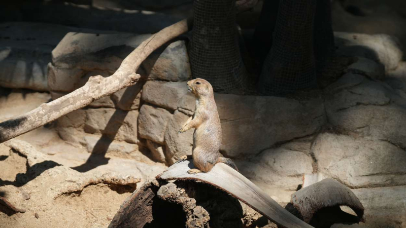 Perrito de la pradera de Zoo de Barcelona. EP. Perrito de la pradera de Zoo de Barcelona. EP.