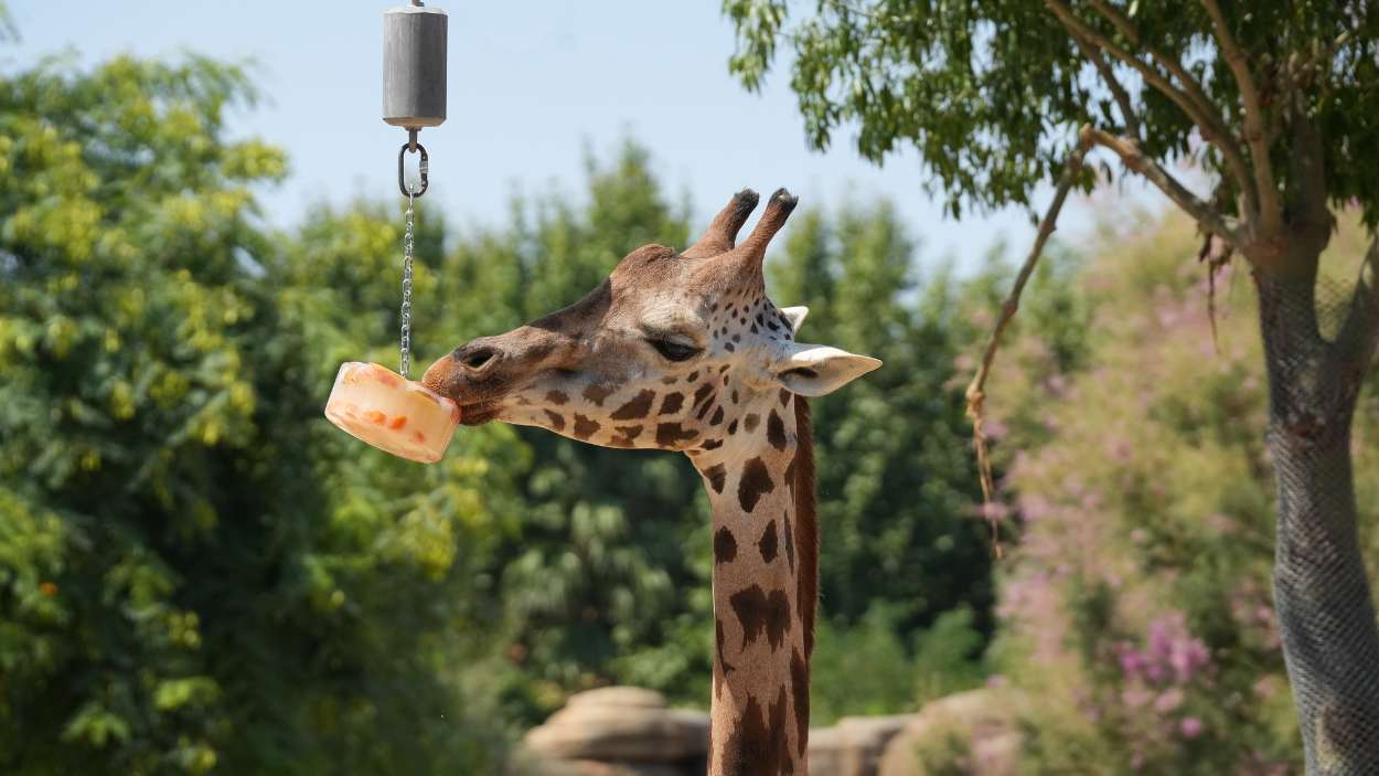 El truco del Zoo de Barcelona para que los animales pasen mejor el calor. EP.