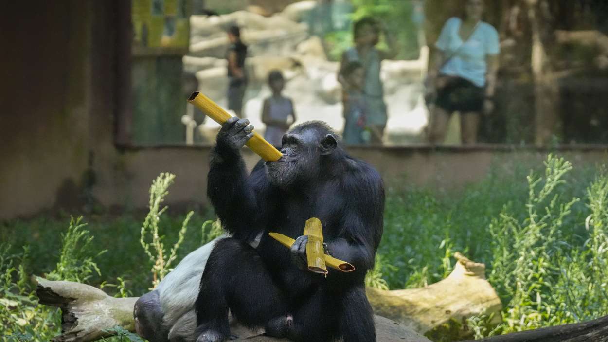 Un chimpancé del Zoo de Barcelona disfruta de comida helada en el Zoo. EP.