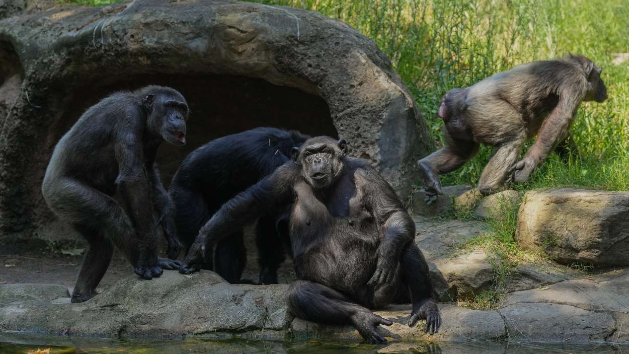 Imagen del zoo de Barcelona en agosto de 2025. EP.