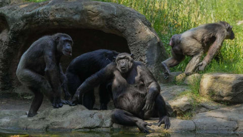 Imagen del zoo de Barcelona en agosto de 2025. EP.