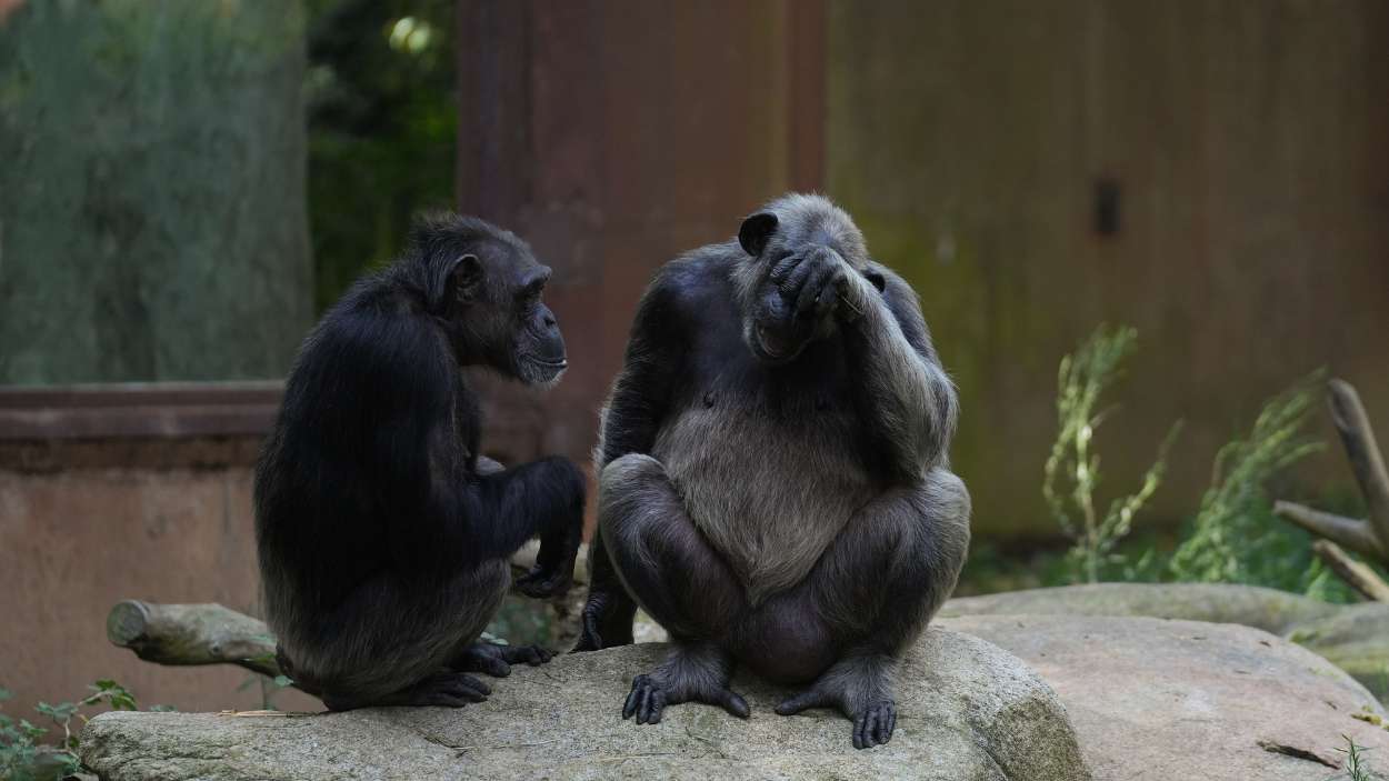 Dos chimpacés en el Zoo de Barcelona. EP.