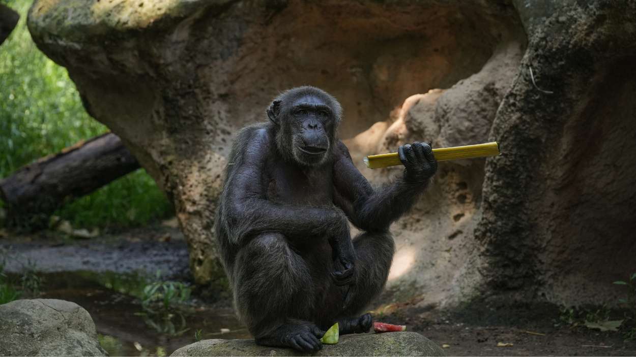 Un chimpancé del Zoo de Barcelona disfruta de comida helada. EP.