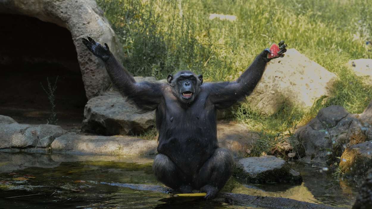 Un chimpancé del Zoo de Barcelona disfruta de comida helada. EP.