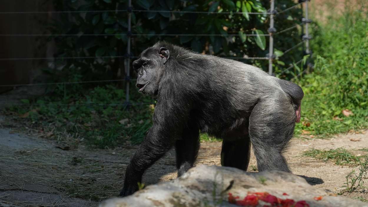 Los simios toman helado en el Zoo de Barcelona durante el verano. EP.