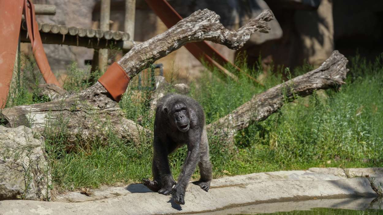 Un chimpacé camina en el Zoo de Barcelona. EP.