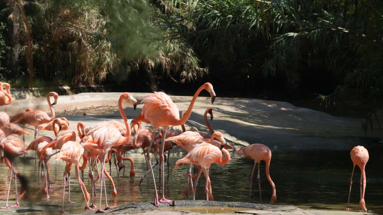 Varios ejemplares de aves del Zoo de Barcelona. EP