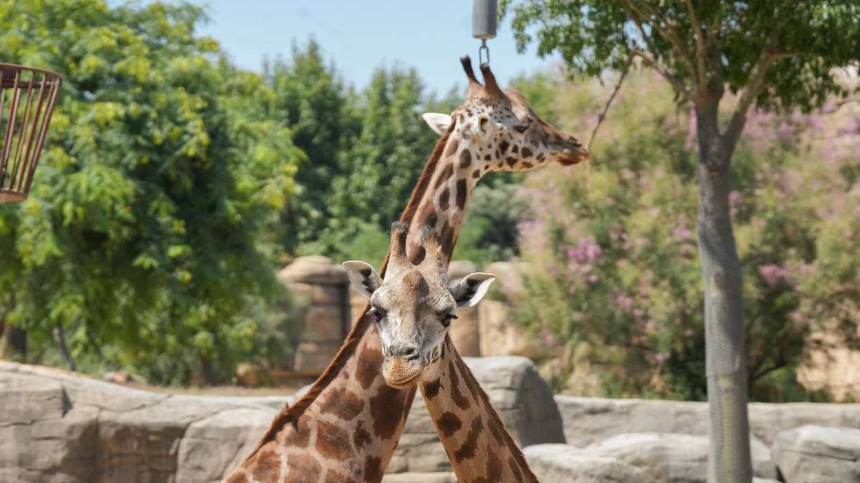 Dos girafas del Zoo de Barcelona. EP.