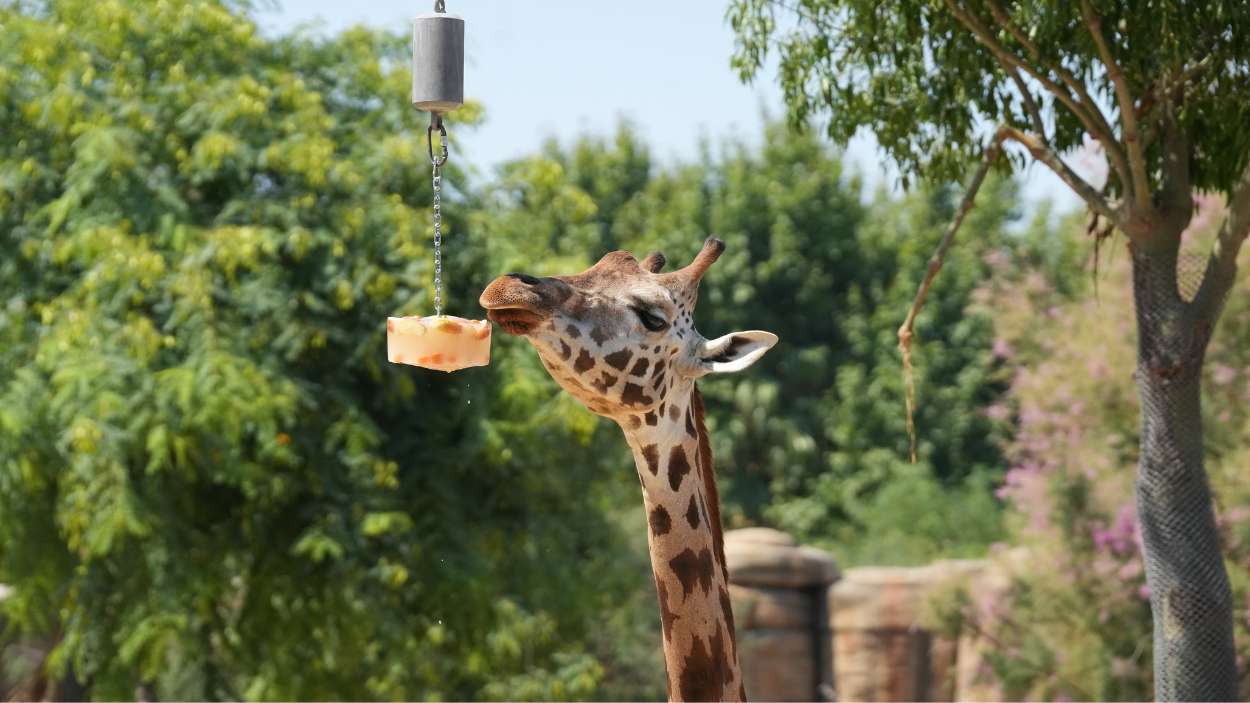 El Zoo de Barcelona sirve helado a una girafa. EP.