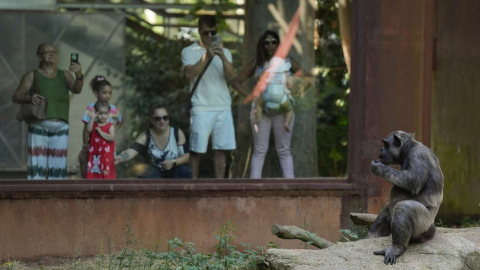 Un chimpancé en el Zoo de Barcelona, a 5 de agosto de 2025, en Barcelona, Catalunya (España). EP.