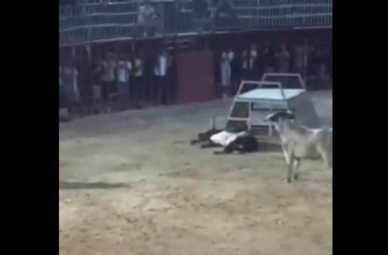 Vaquilla muerta durante los festejos de Benifairó de la Valldigna