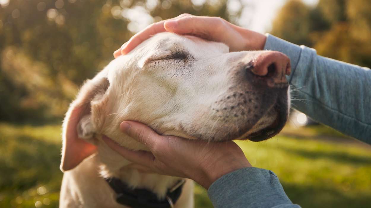Los vínculos con nuestros animales de compañía pueden ser profundos.