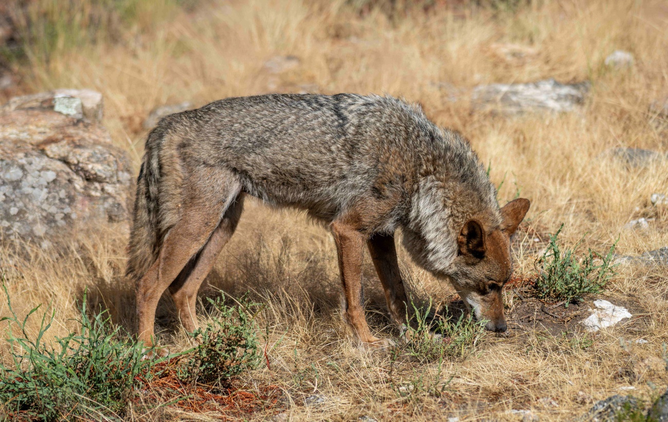 En España solo hay 333 manadas de lobo, cuando tendría que haber 500 para poder garantizar la viabilidad de la especie a largo plazo (Foto: EP)