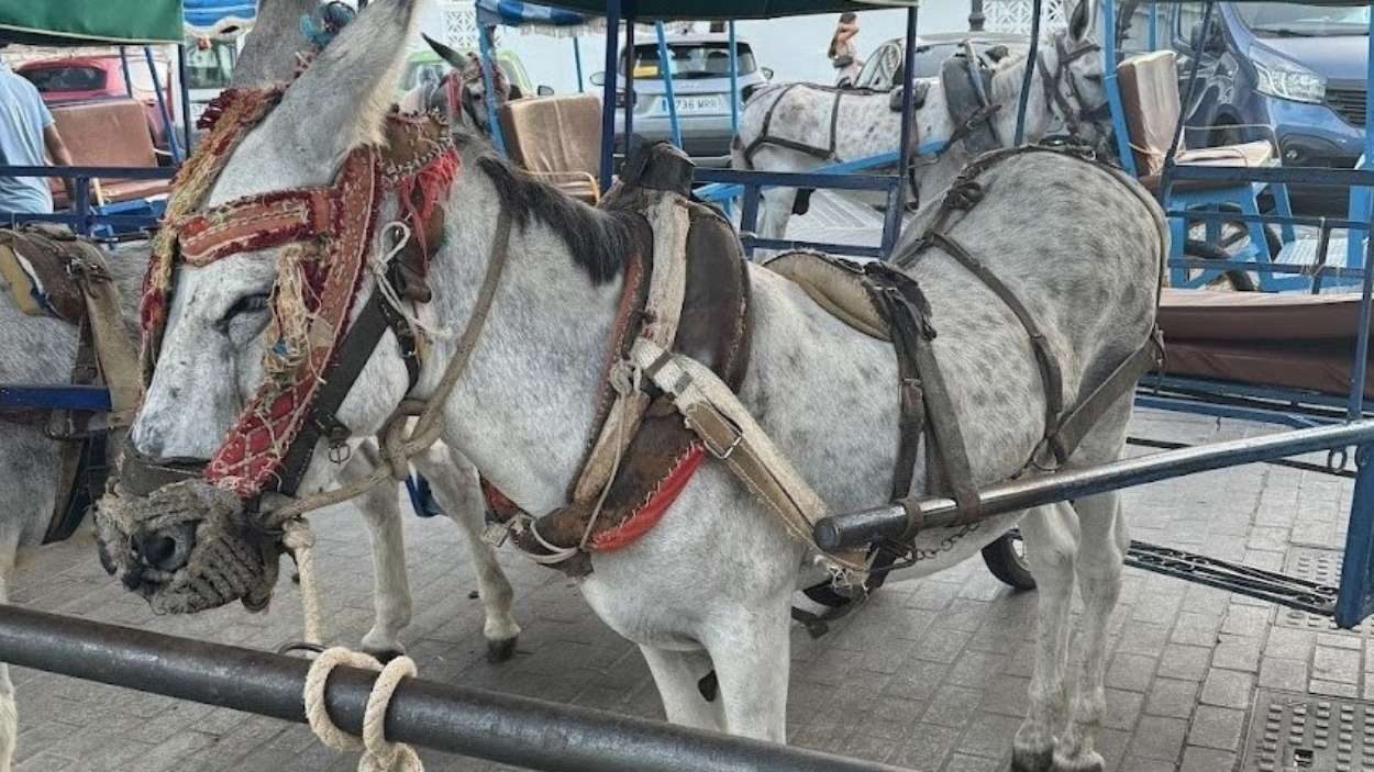 Burro taxi de Mijas (Málaga) EP/Pacma
