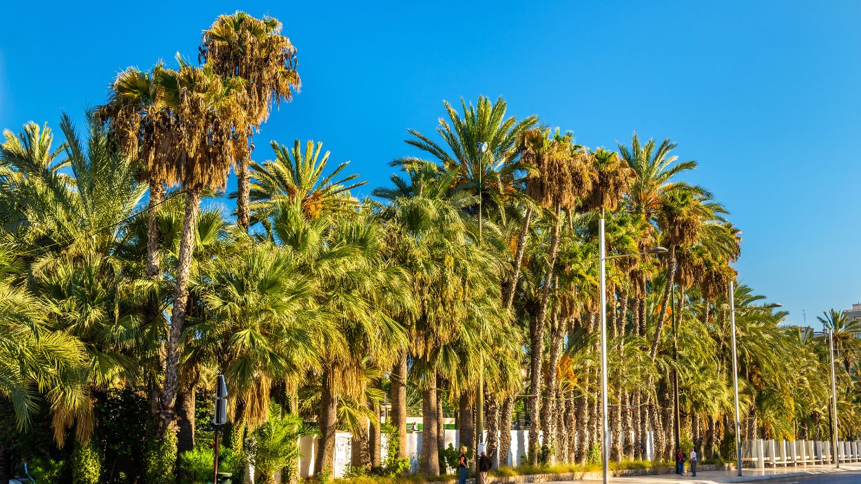 El Palmeral de Elche, el mayor de Europa, herencia viva del ingenio islámico de hace más de mil años