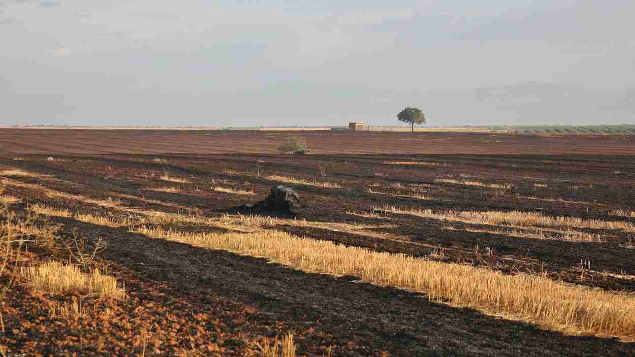Pasto quemado en el incendio de Calera y Chozas, uno de los más virulentos de Castilla-La Mancha. EP.