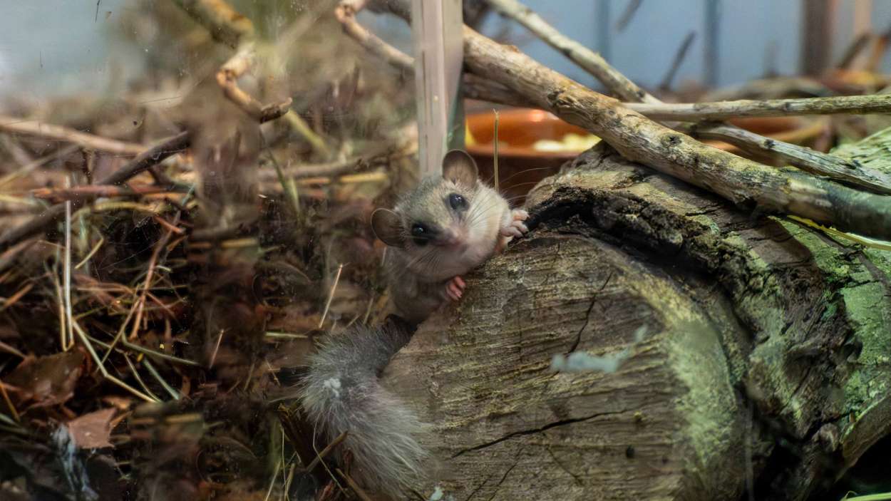 Cuatro lirones pigmeos africanos rescatados del tráfico ilegal llegan a Bioparc Valencia. EP