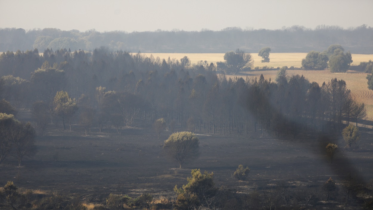 Tierra quemada en un monte entre Villalís de la Valduerna y Quintana y Congosto, en Castilla y León. EP