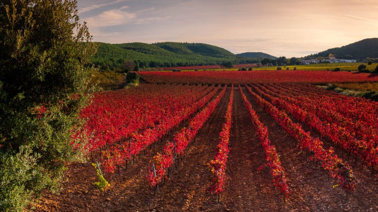 El Penedès, un mar de viñedos donde el tiempo se detiene entre copas, historia y paisajes que parecen pintados a mano