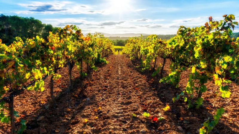 Pedalear entre viñedos y pueblos con encanto para cerrar la Ruta de Vino Penedès