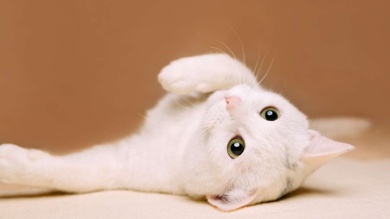Por qué tu gato parece tener más energía cuando llegas a casa