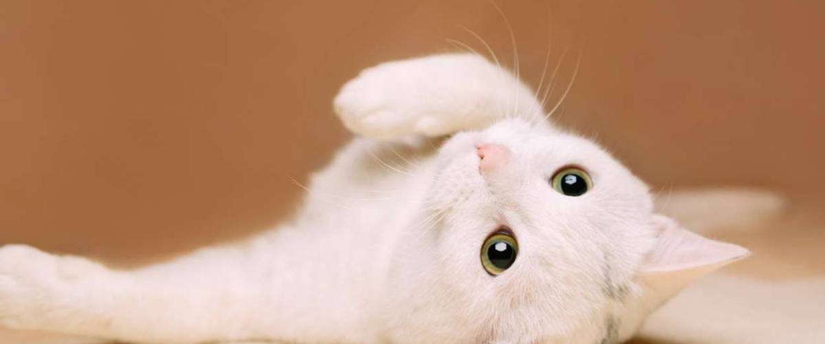Por qué tu gato parece tener más energía cuando llegas a casa: la verdad detrás de esto según una veterinaria