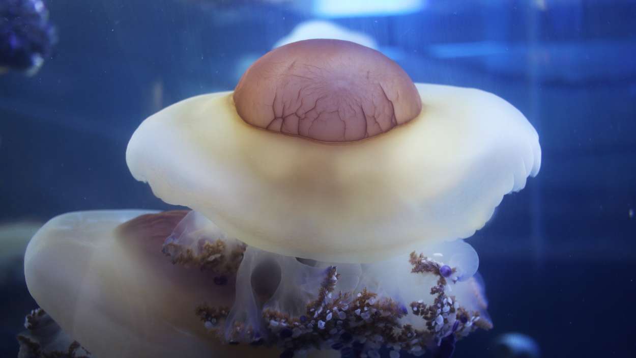 Un ejemplar de Medusa Huevo Frito del Oceanogràfic, Valencia. EP