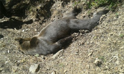 Un oso pardo, abatido a tiros en Asturias