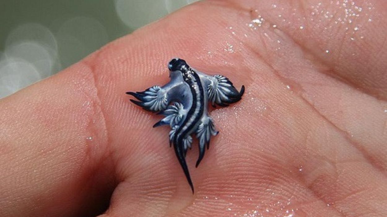 Dragón azul. EP.