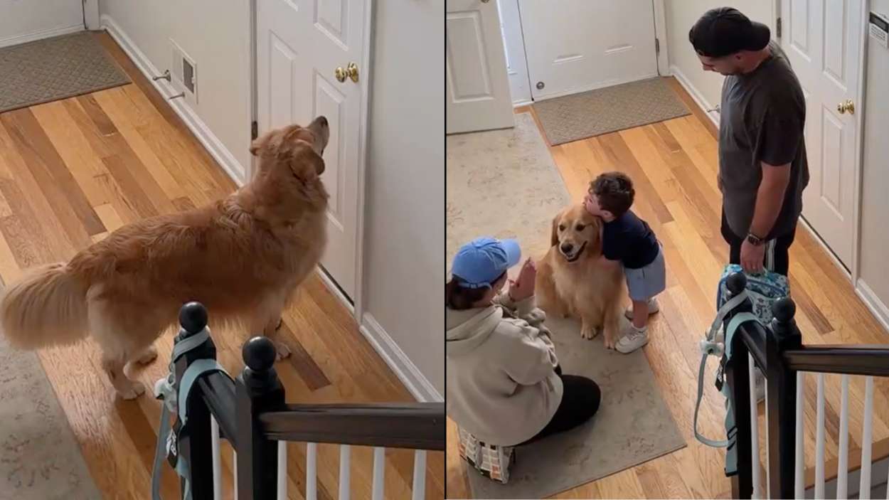 El emotivo video de un golden retriever que no entiende por qué el niño tiene que ir al cole